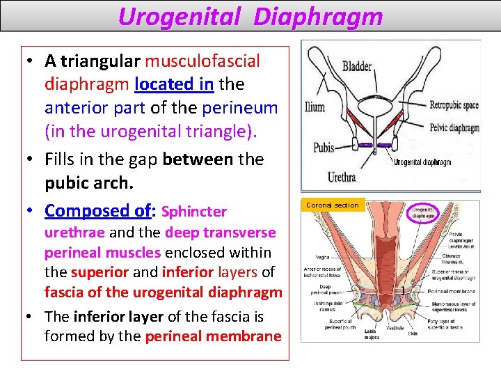 Urogenital Diaphragm • A triangular musculofascial diaphragm located in the anterior part of the