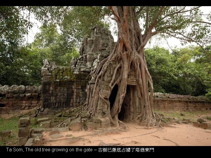 Ta Som, The old tree growing on the gate – 古樹已徹底占據了塔遜東門 