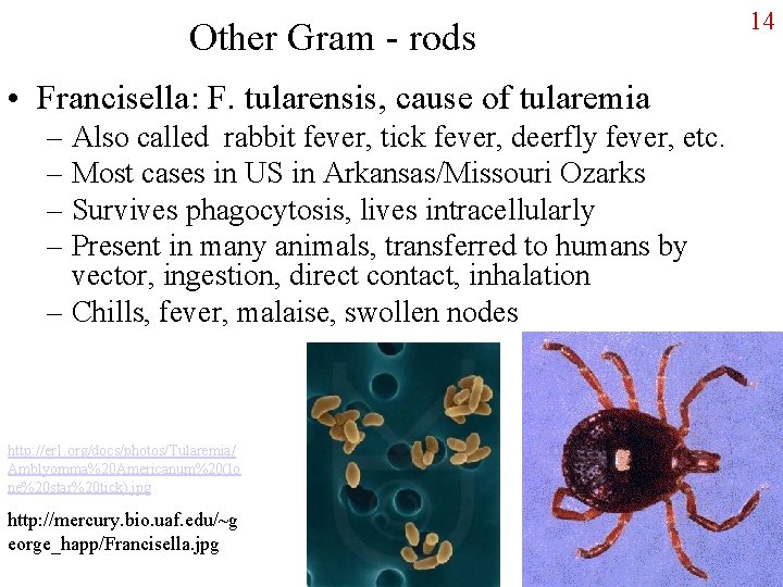 Other Gram - rods • Francisella: F. tularensis, cause of tularemia – Also called