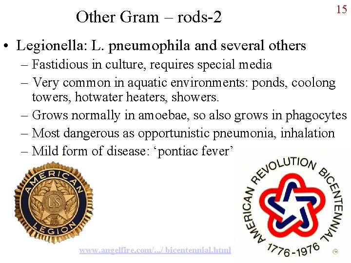 Other Gram – rods-2 15 • Legionella: L. pneumophila and several others – Fastidious
