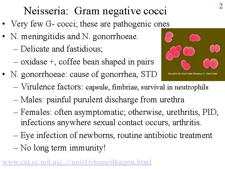 Neisseria: Gram negative cocci • Very few G- cocci; these are pathogenic ones •