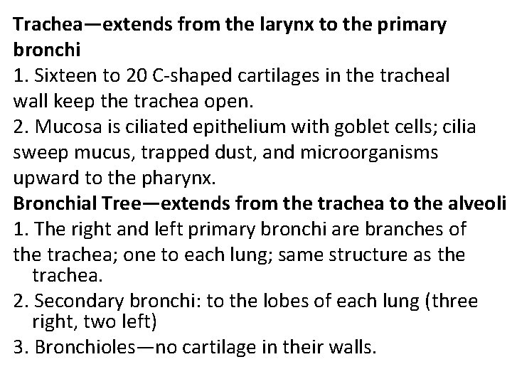 Trachea—extends from the larynx to the primary bronchi 1. Sixteen to 20 C-shaped cartilages Trachea—extends from the larynx to the primary bronchi 1. Sixteen to 20 C-shaped cartilages