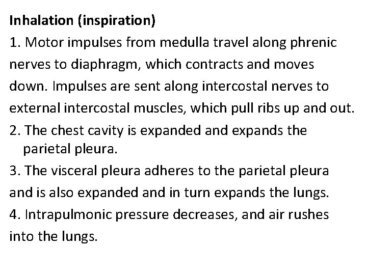 Inhalation (inspiration) 1. Motor impulses from medulla travel along phrenic nerves to diaphragm, which