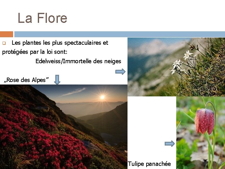 La Flore q Les plantes les plus spectaculaires et protégées par la loi sont: