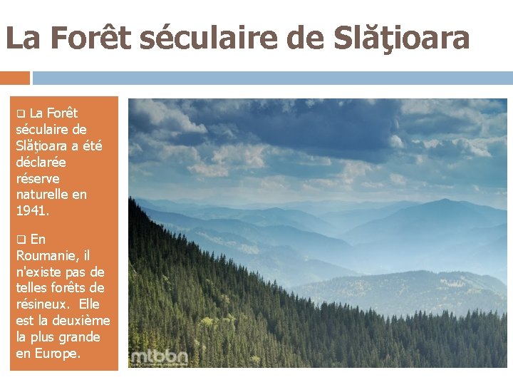 La Forêt séculaire de Slăţioara a été déclarée réserve naturelle en 1941. q La