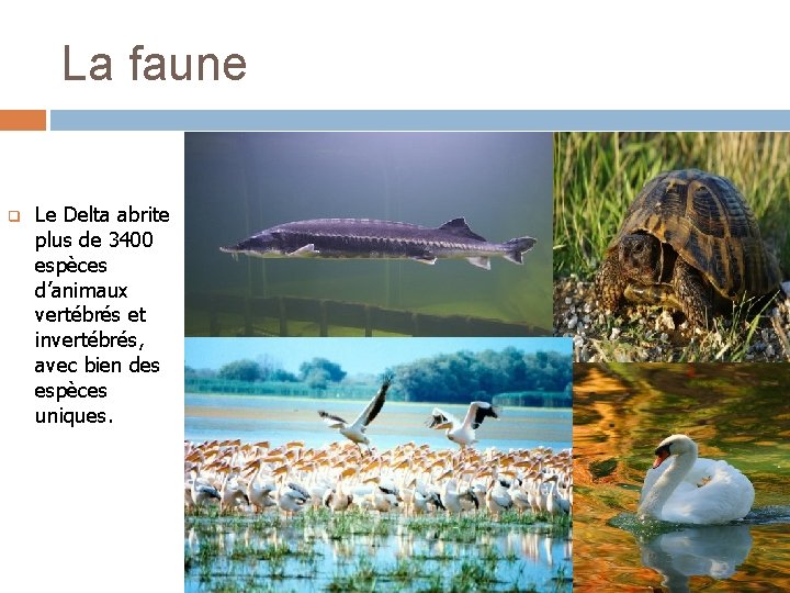 La faune q Le Delta abrite plus de 3400 espèces d’animaux vertébrés et invertébrés,