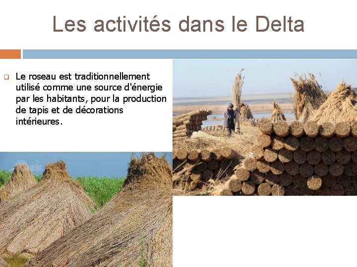 Les activités dans le Delta q Le roseau est traditionnellement utilisé comme une source
