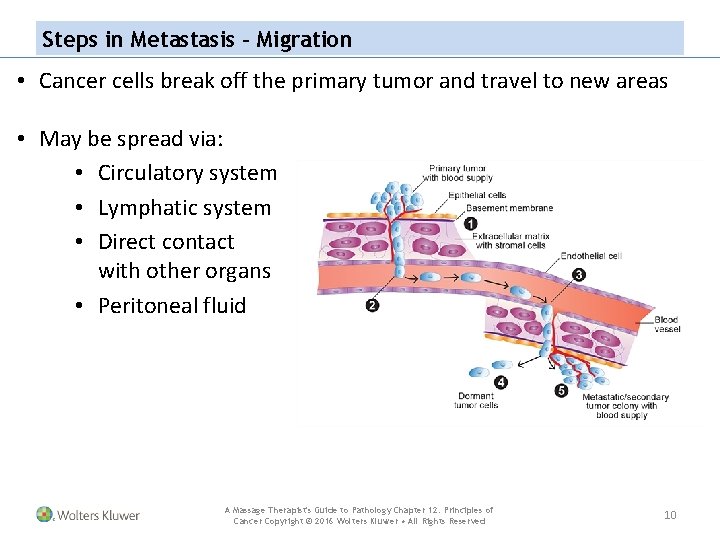 Steps in Metastasis – Migration • Cancer cells break off the primary tumor and