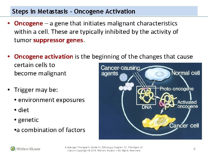 Steps in Metastasis – Oncogene Activation • Oncogene – a gene that initiates malignant