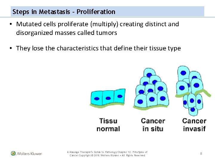 Steps in Metastasis – Proliferation • Mutated cells proliferate (multiply) creating distinct and disorganized