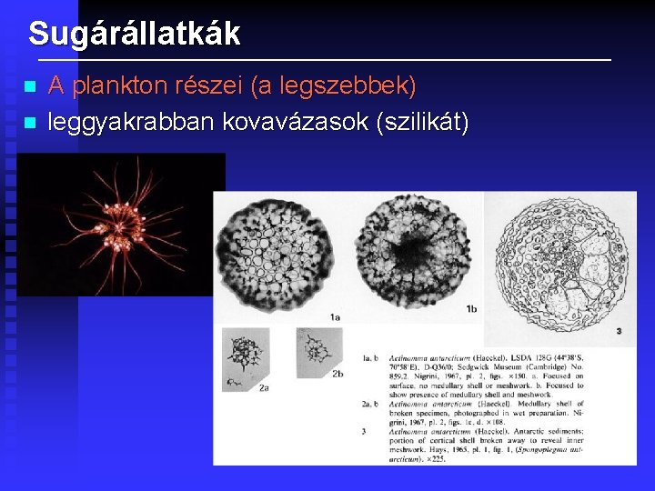 Sugárállatkák n n A plankton részei (a legszebbek) leggyakrabban kovavázasok (szilikát) 