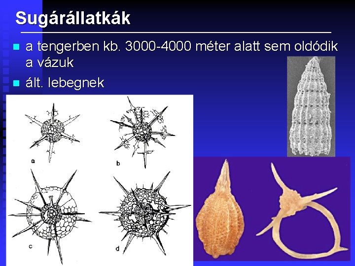 Sugárállatkák n n a tengerben kb. 3000 -4000 méter alatt sem oldódik a vázuk