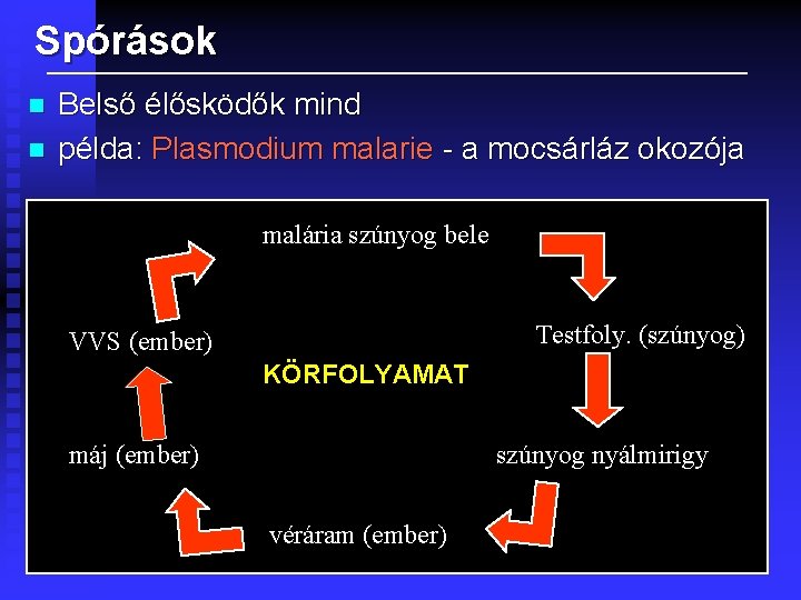 Spórások n n Belső élősködők mind példa: Plasmodium malarie - a mocsárláz okozója malária