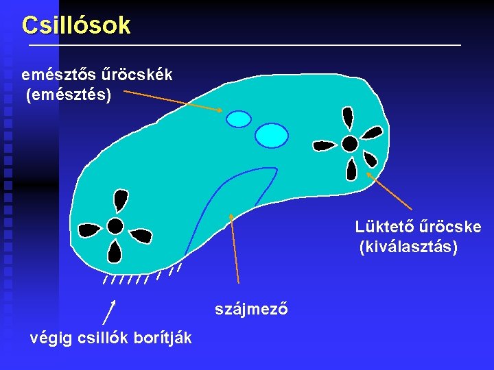 Csillósok emésztős űröcskék (emésztés) Lüktető űröcske (kiválasztás) szájmező végig csillók borítják 