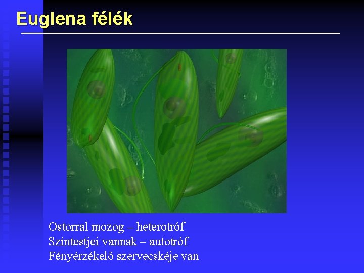 Euglena félék Ostorral mozog – heterotróf Színtestjei vannak – autotróf Fényérzékelő szervecskéje van 