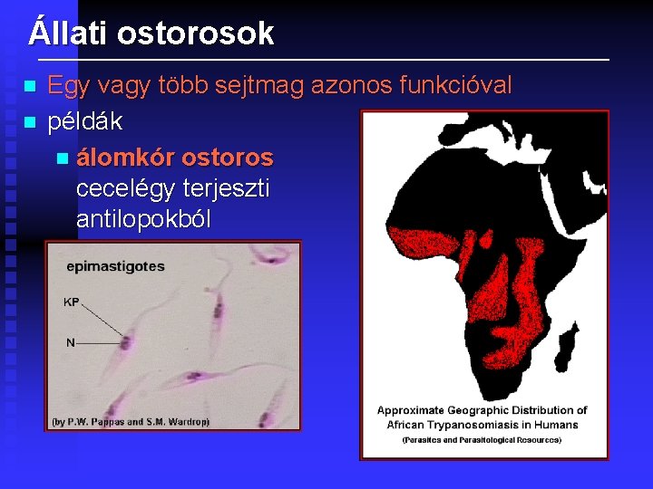 Állati ostorosok n n Egy vagy több sejtmag azonos funkcióval példák n álomkór ostoros