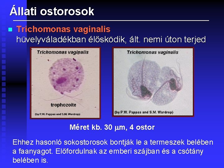 Állati ostorosok n Trichomonas vaginalis hüvelyváladékban élősködik, ált. nemi úton terjed Méret kb. 30