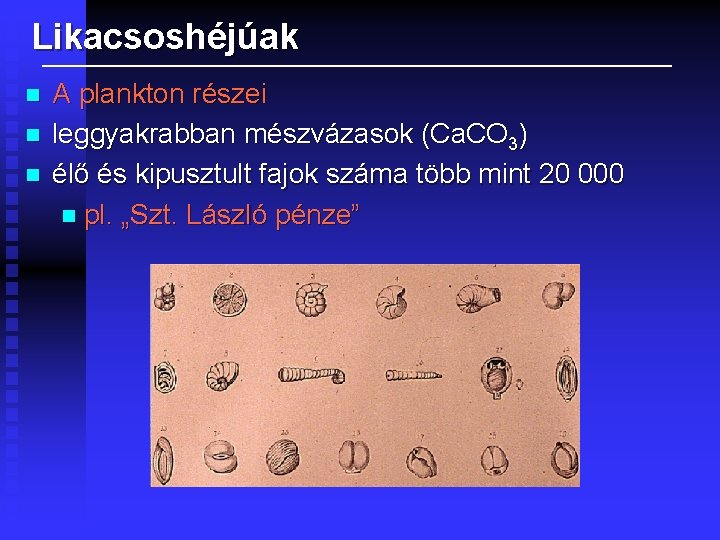 Likacsoshéjúak n n n A plankton részei leggyakrabban mészvázasok (Ca. CO 3) élő és