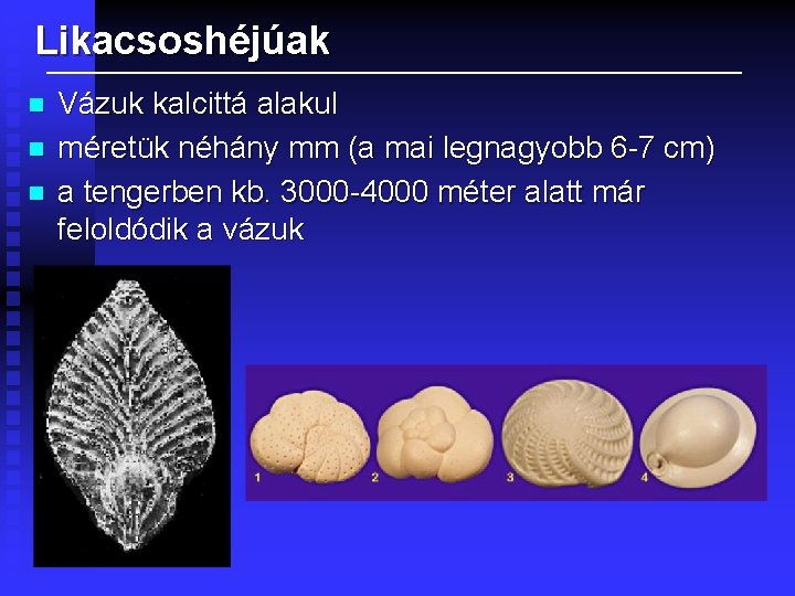 Likacsoshéjúak n n n Vázuk kalcittá alakul méretük néhány mm (a mai legnagyobb 6