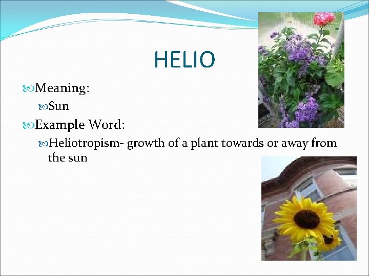 HELIO Meaning: Sun Example Word: Heliotropism- growth of a plant towards or away from