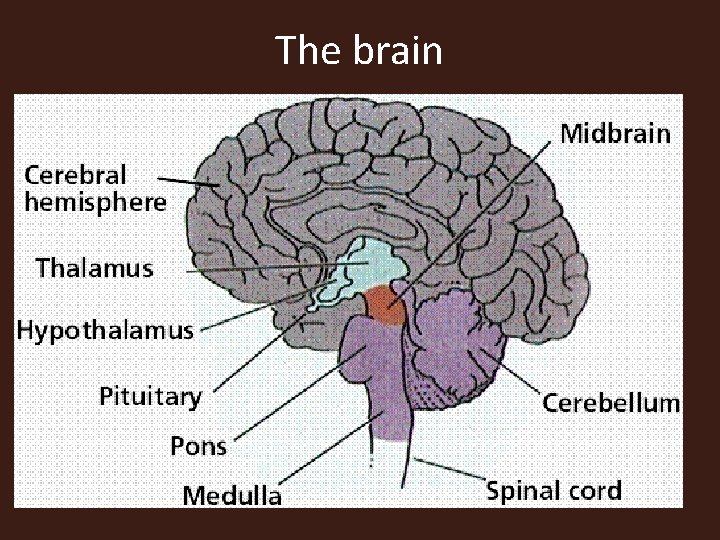 The brain 