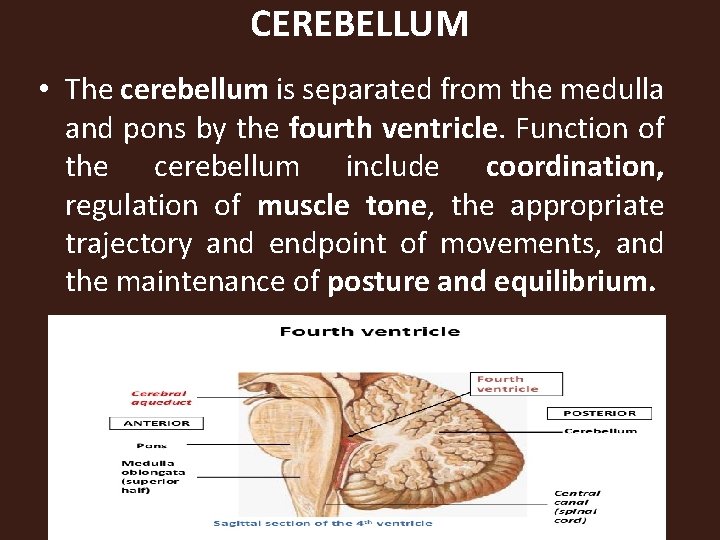 CEREBELLUM • The cerebellum is separated from the medulla and pons by the fourth