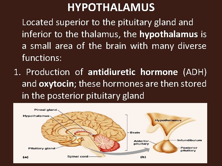 HYPOTHALAMUS Located superior to the pituitary gland inferior to the thalamus, the hypothalamus is