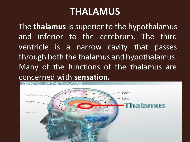 THALAMUS The thalamus is superior to the hypothalamus and inferior to the cerebrum. The