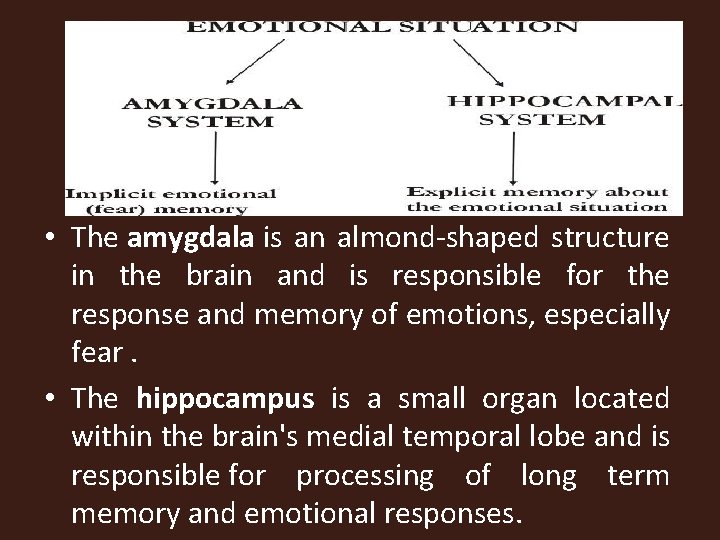  • The amygdala is an almond-shaped structure in the brain and is responsible