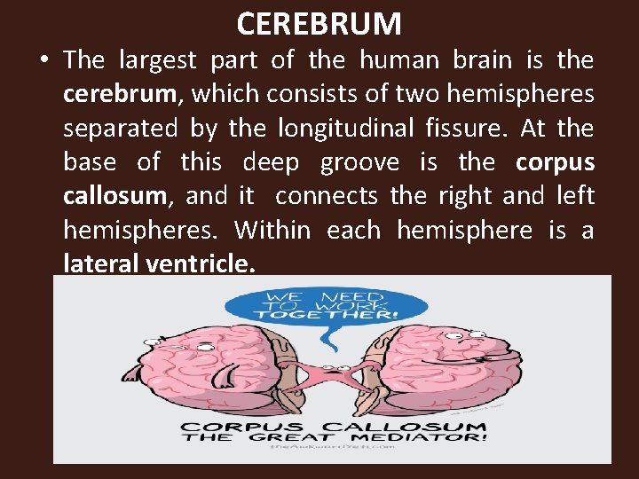 CEREBRUM • The largest part of the human brain is the cerebrum, which consists