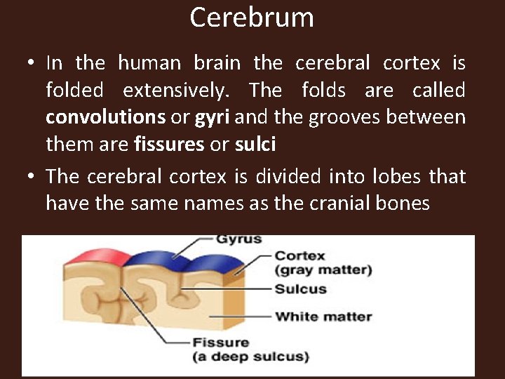 Cerebrum • In the human brain the cerebral cortex is folded extensively. The folds