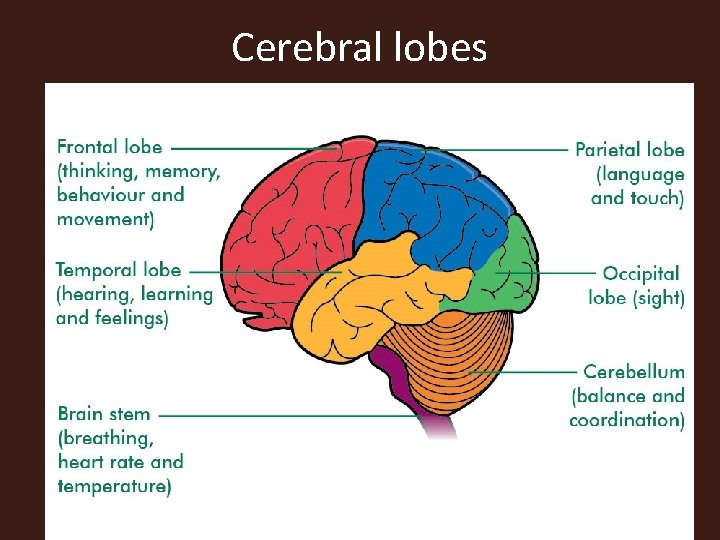 Cerebral lobes 