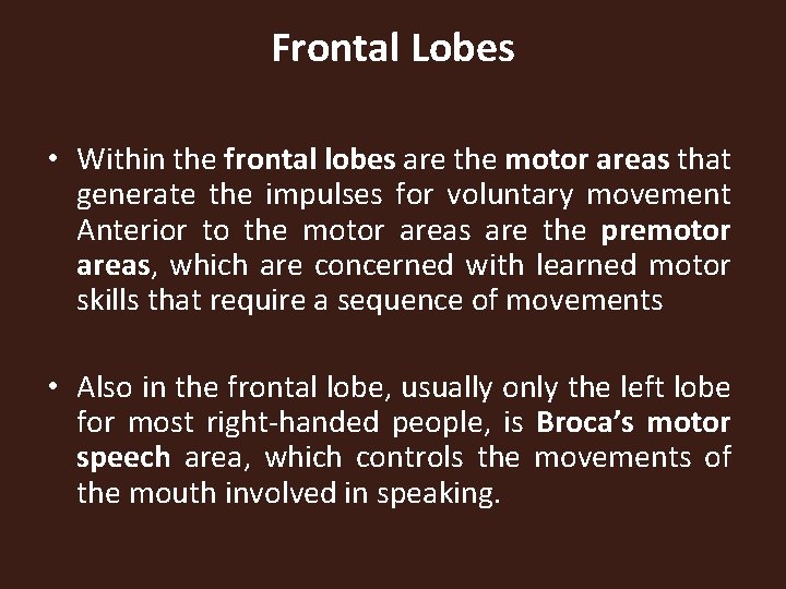 Frontal Lobes • Within the frontal lobes are the motor areas that generate the