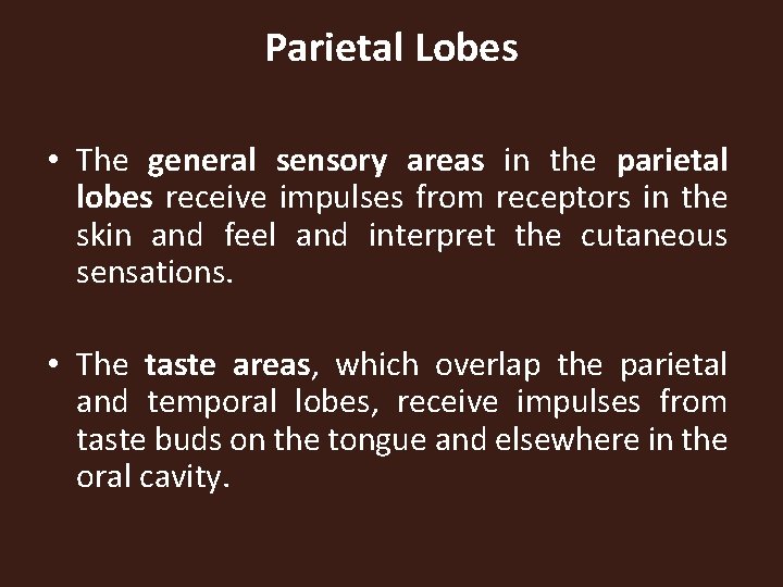 Parietal Lobes • The general sensory areas in the parietal lobes receive impulses from