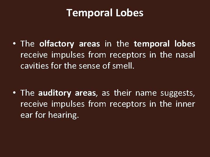 Temporal Lobes • The olfactory areas in the temporal lobes receive impulses from receptors