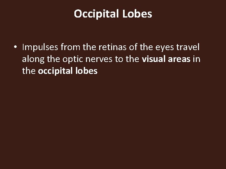 Occipital Lobes • Impulses from the retinas of the eyes travel along the optic