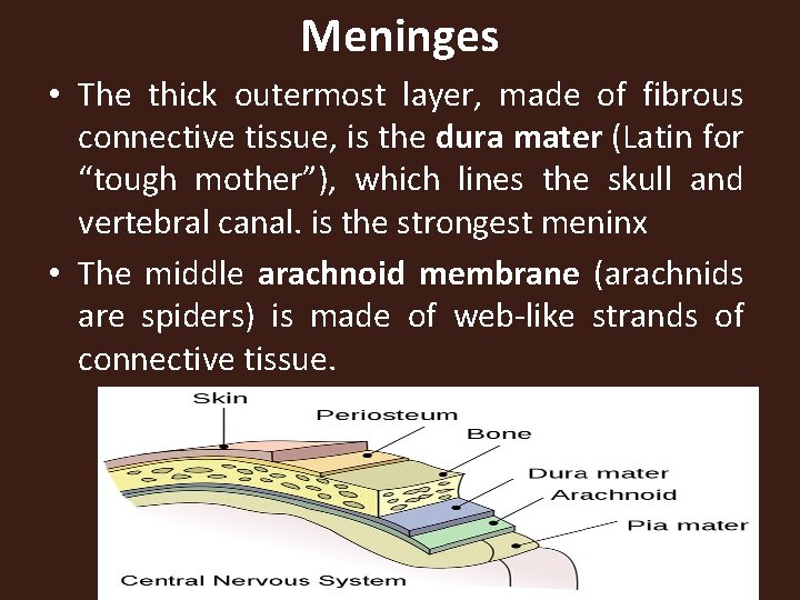 Meninges • The thick outermost layer, made of fibrous connective tissue, is the dura