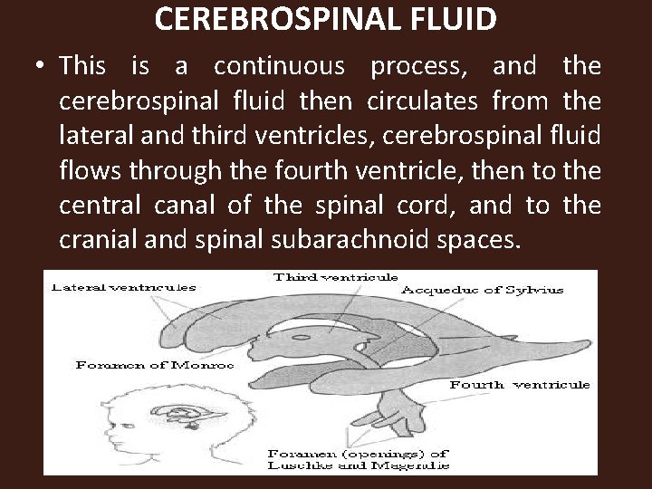 CEREBROSPINAL FLUID • This is a continuous process, and the cerebrospinal fluid then circulates