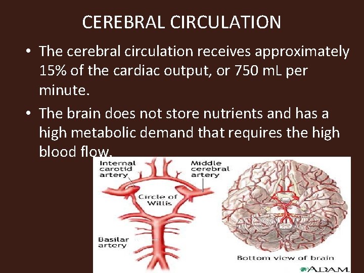 CEREBRAL CIRCULATION • The cerebral circulation receives approximately 15% of the cardiac output, or