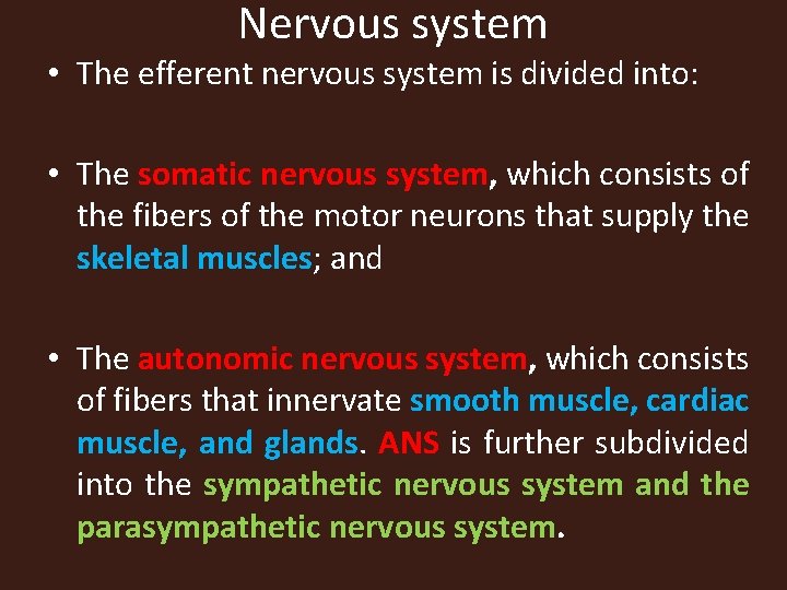 Nervous system • The efferent nervous system is divided into: • The somatic nervous