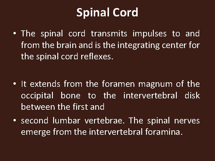 Spinal Cord • The spinal cord transmits impulses to and from the brain and