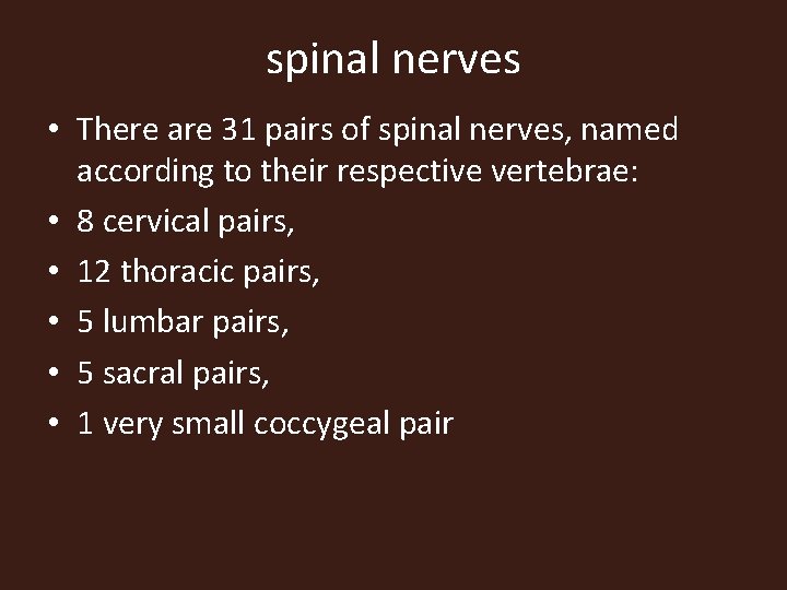 spinal nerves • There are 31 pairs of spinal nerves, named according to their