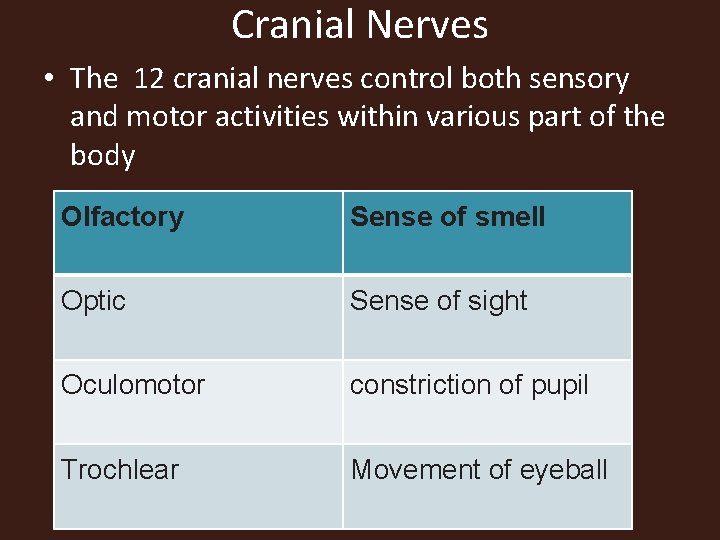 Cranial Nerves • The 12 cranial nerves control both sensory and motor activities within