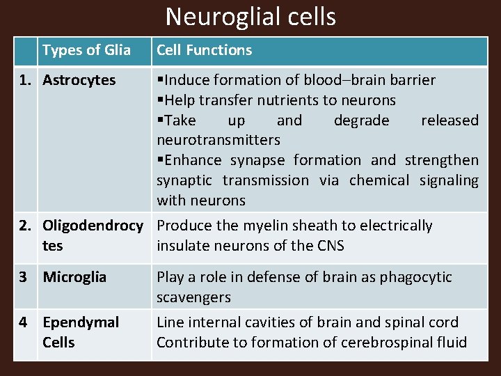 Neuroglial cells Types of Glia Cell Functions 1. Astrocytes §Induce formation of blood–brain barrier