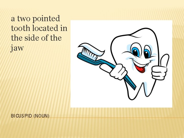 a two pointed tooth located in the side of the jaw BICUSPID (NOUN) 