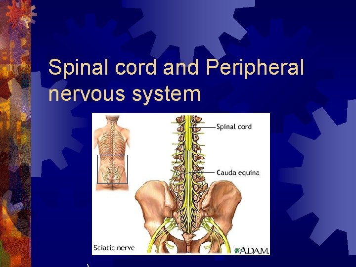 Spinal cord and Peripheral nervous system 