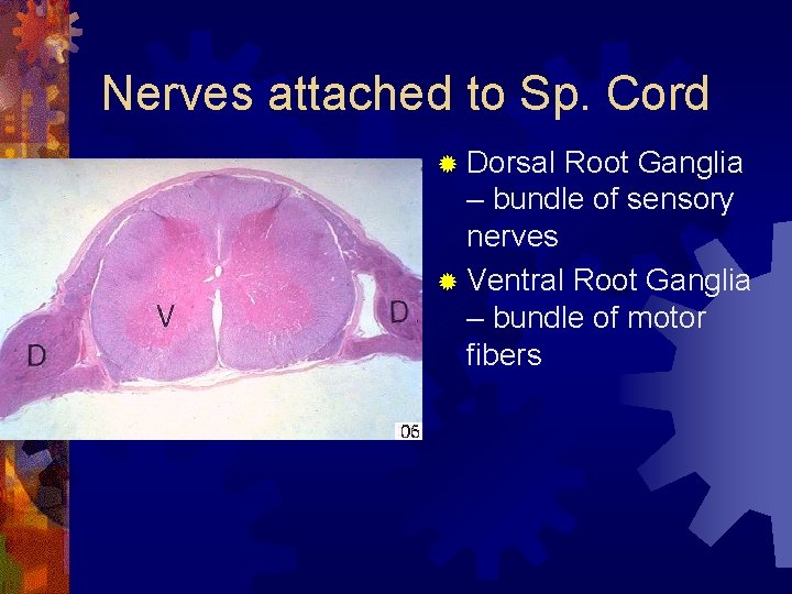 Nerves attached to Sp. Cord ® Dorsal Root Ganglia – bundle of sensory nerves