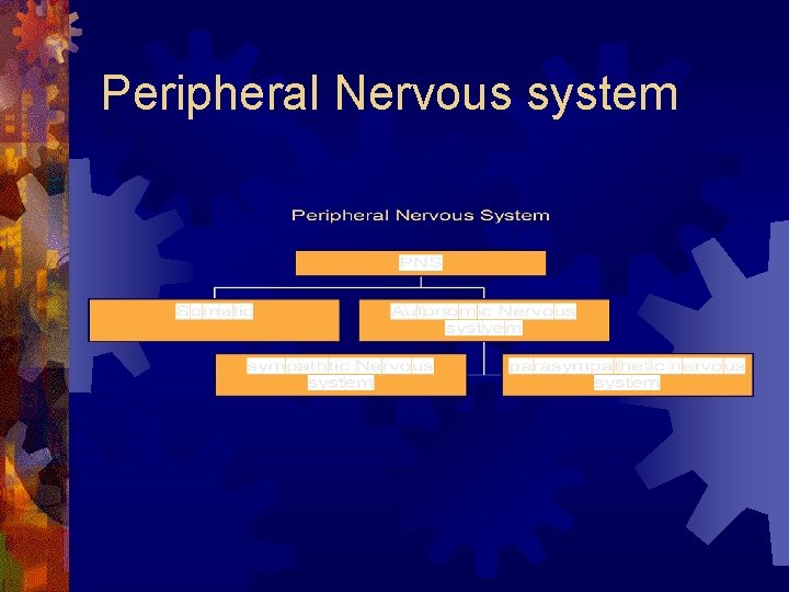 Peripheral Nervous system 