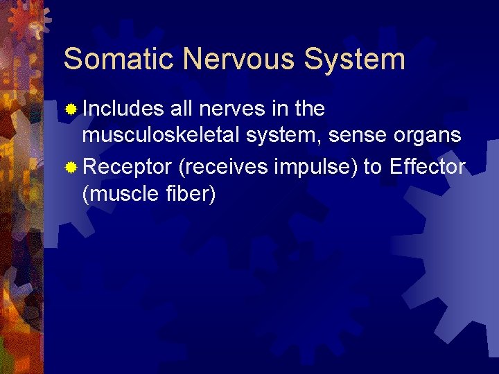 Somatic Nervous System ® Includes all nerves in the musculoskeletal system, sense organs ®
