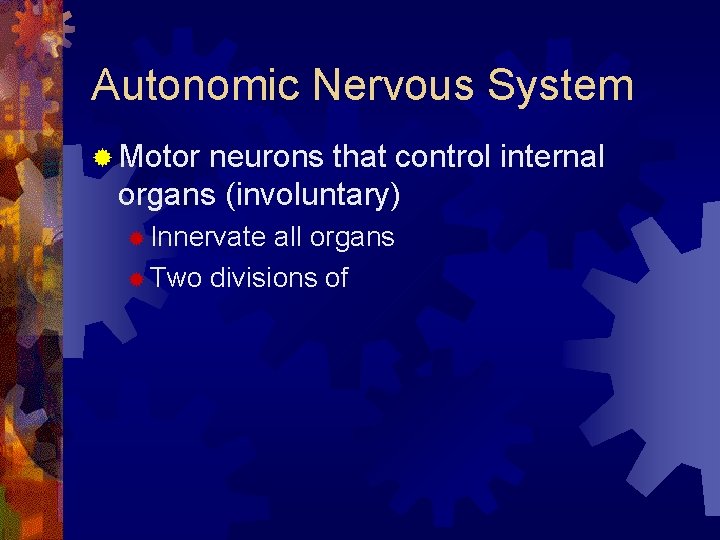 Autonomic Nervous System ® Motor neurons that control internal organs (involuntary) ® Innervate all